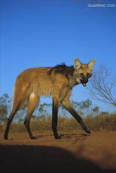  p>鬃狼(学名: i>chrysocyon brachyurus /i>):是 a href="#" data