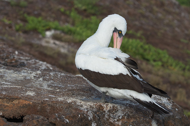 加拉帕戈斯群岛鲣鸟
