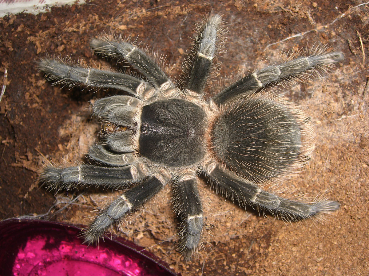  p>红玫瑰蜘蛛原产于智利的荒漠中.