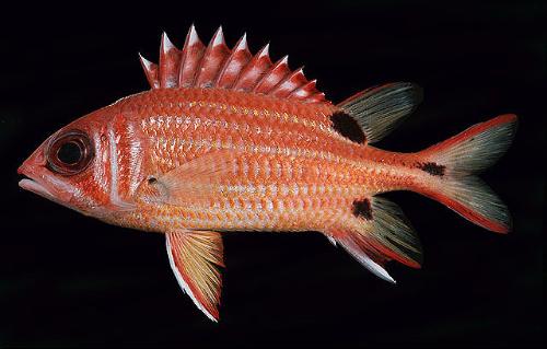  p>软金眼鲷, i>beryx mollis  /i>(abe,1959),是 a target="_blank"