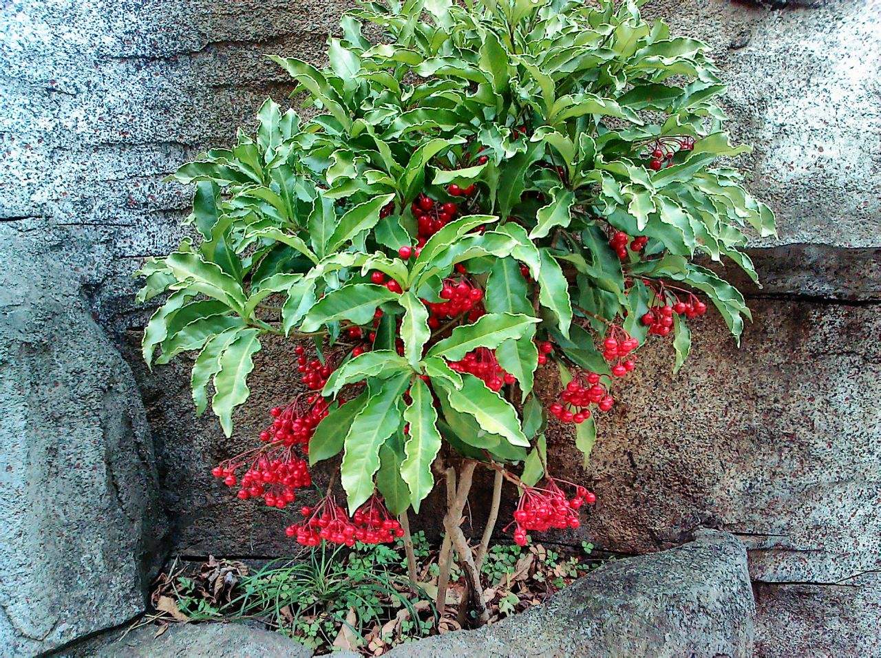 tuberifera c.chen