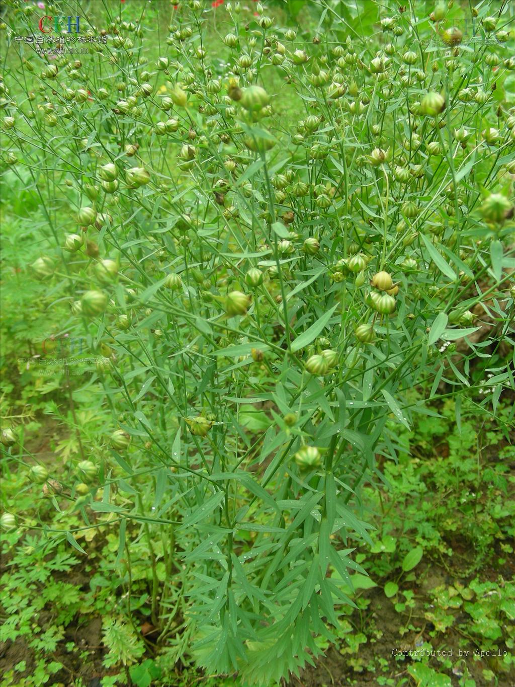  p> a href="#" data-lemmaid="8706048">亚麻科 /a>亚麻属一年生草本