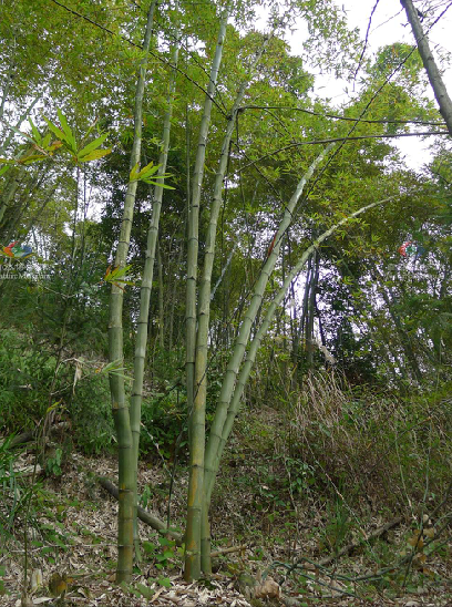  i>pubescens /i> (p. f. li) keng f.)禾本科,绿竹属植物.