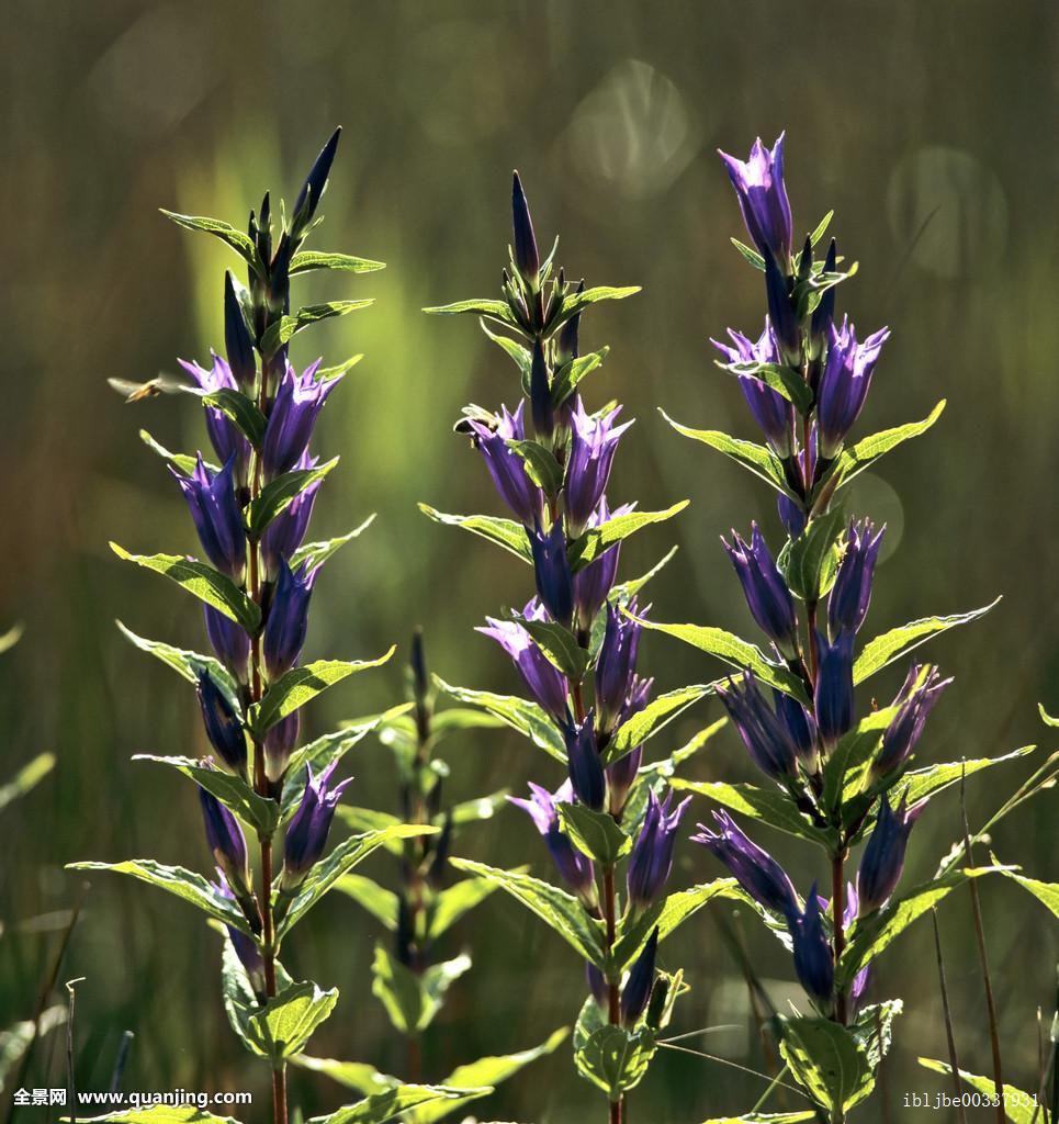  p>紫毛龙胆为多年生 a target="_blank" href="/item/草本">草本 /a>