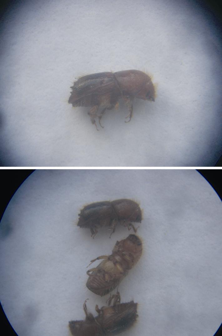  p>云杉八齿小蠹, i>ips typographus /i> linnaeus,鞘翅目