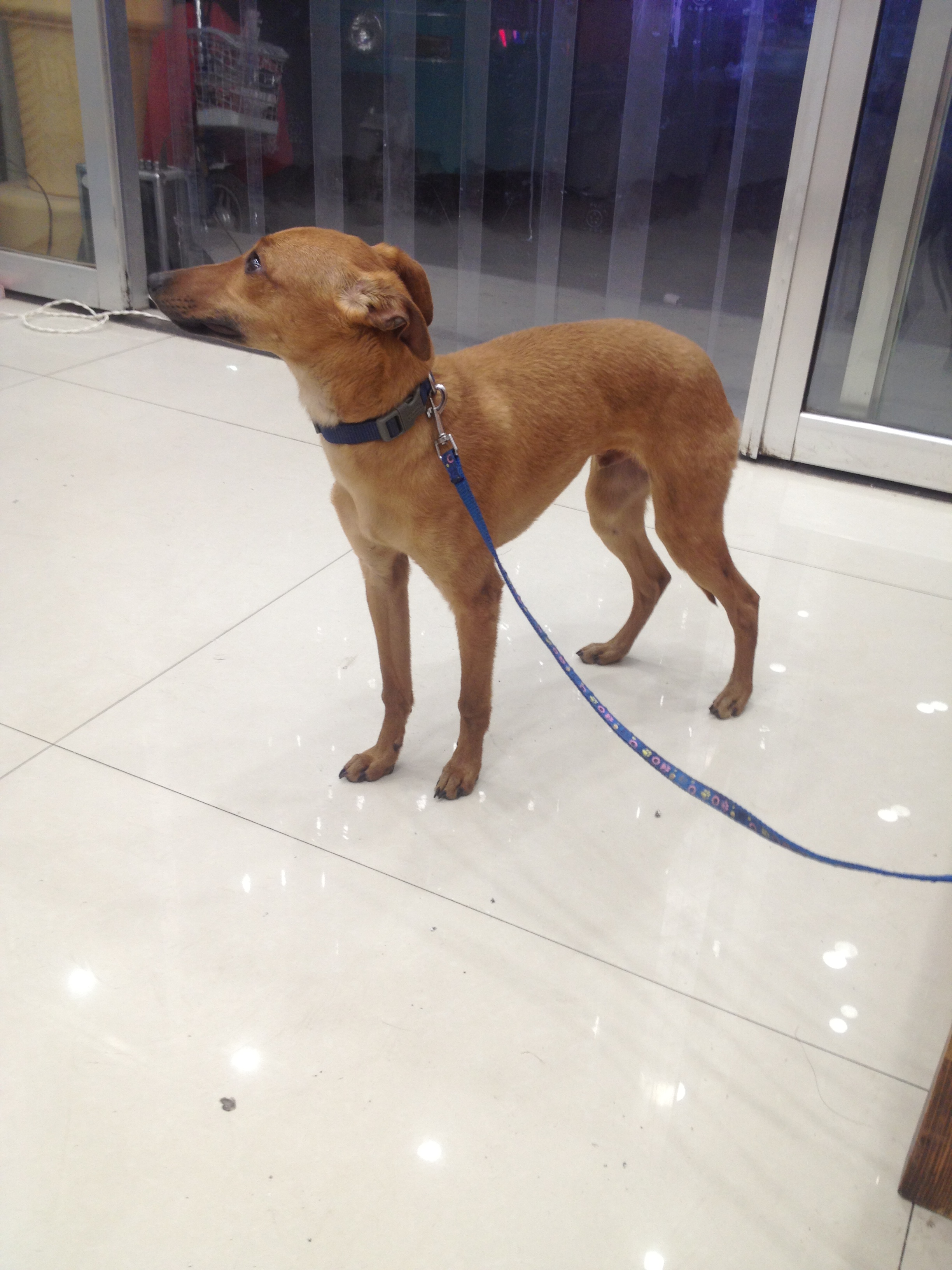 格力犬又名灵缇(greyhound),原产于中东地区