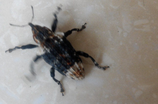  p data-id="gnwv2mjcxj">臭椿沟眶象(学名: i>eucryptorrhynchus