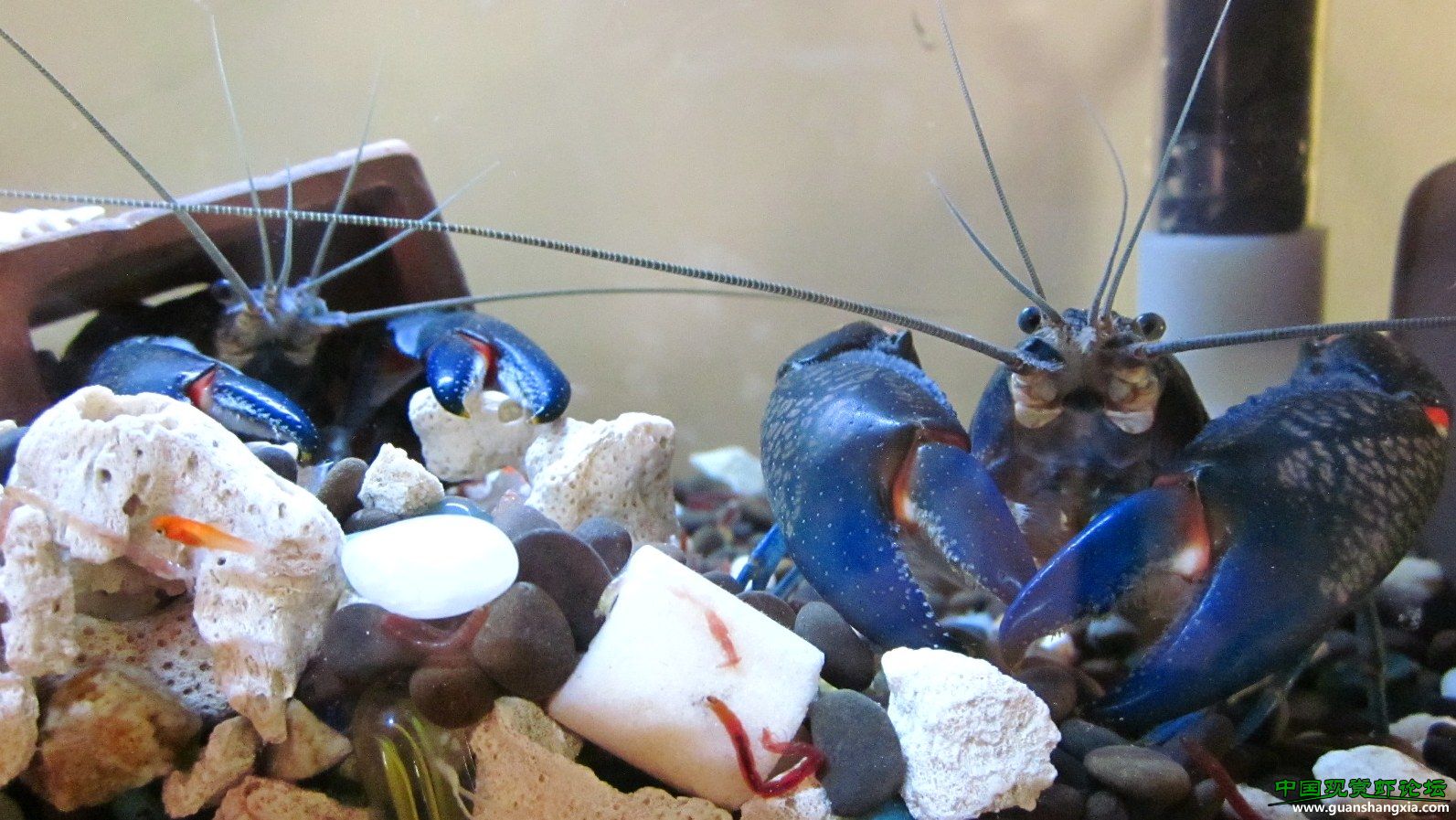 blue别名:electric blue lobster (电蓝色龙虾)佛罗里达蓝螯虾 简称