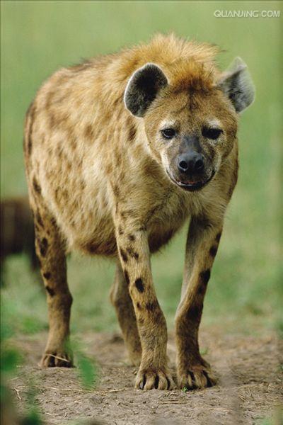  p>斑鬣狗(学名: i>crocuta crocuta /i>):又名斑点鬣狗,体长约95-160