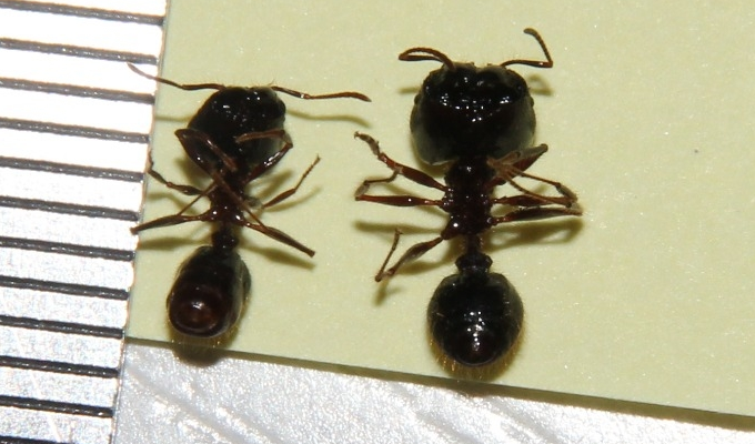  p>罗夫顿大头蚁主要分布于我国广西,云南等热带和亚热带地区.