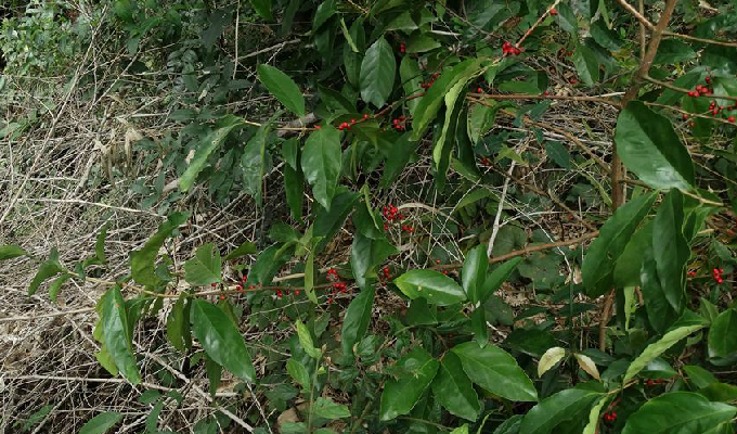  p>狗骨柴属(学名:diplospora)是茜草科下一个属, a target="_blank"