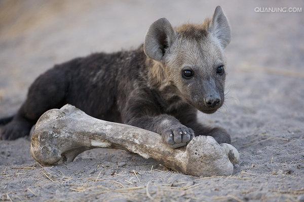  p>斑鬣狗(学名: i>crocuta crocuta /i>):又名斑点鬣狗,体长约95-160