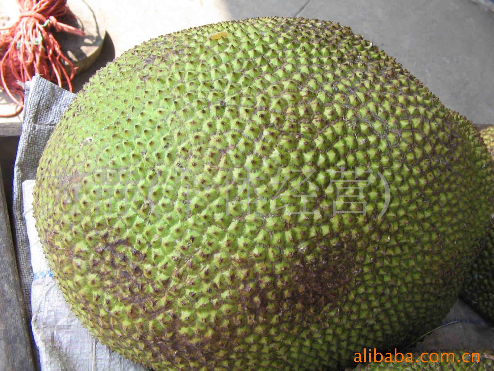  p>尖蜜拉(champedak),又名小木菠萝,是桑科木菠萝属植物,原产于