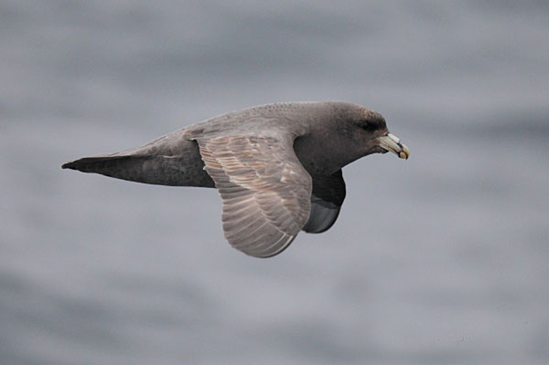  p>暴风鹱(学名: i>fulmarus glacialis /i>):为鹱形目鹱科下的一种