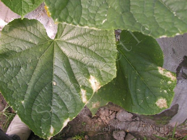 黄瓜细菌性缘叶枯病