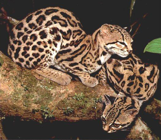  p>长尾虎猫(学名: i>leopardus wiedii /i>):是体型较大的 a href="