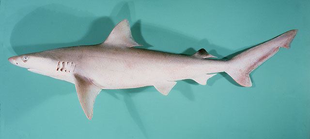carcharhinus  dussumieri