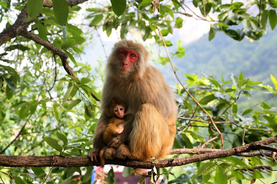 山西阳城蟒河猕猴国家级自然保护区