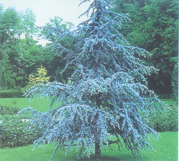 蓝阿尔卑斯刺柏