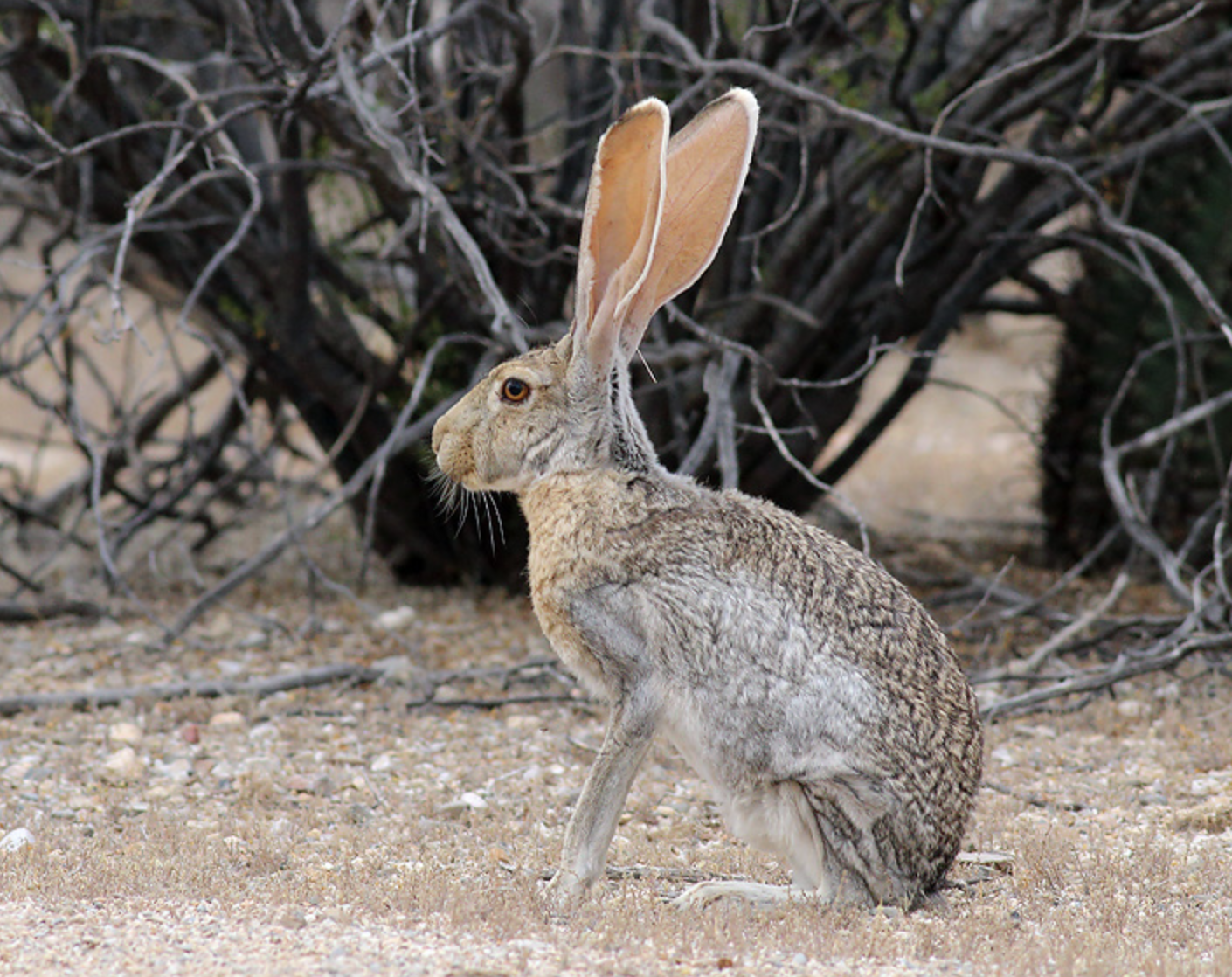 antelope jackrabbit