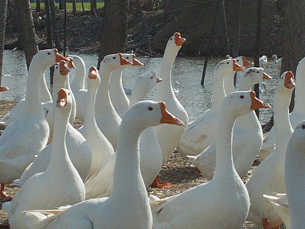  p>豁眼鹅又称五龙鹅,疤拉眼鹅和豁鹅,为白色中国鹅的小型品 a target