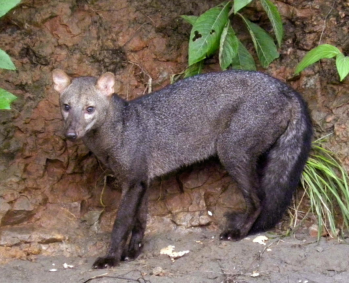  p>小耳犬(学名: i>atelocynus microtis /i>