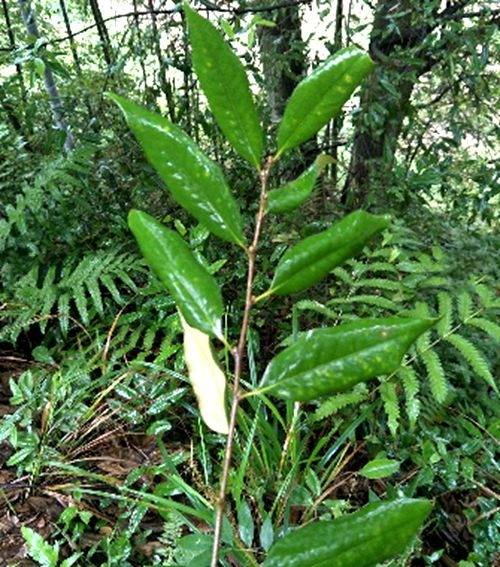 栲（壳斗科锥属植物）_百度百科