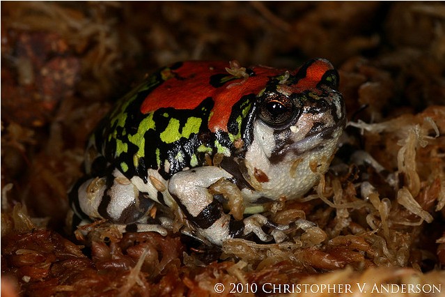  p>红犁足蛙(学名:scaphiophryne gottlebei),又名 a target="_blank"