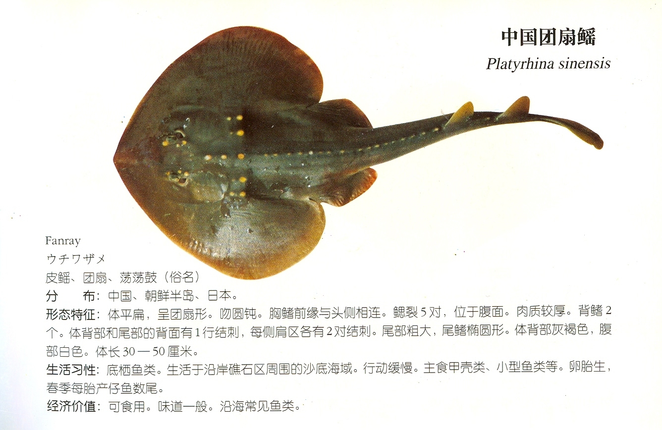  p>中国团扇鳐, i>platyrhina sinensis  /i>(bloch et schneider