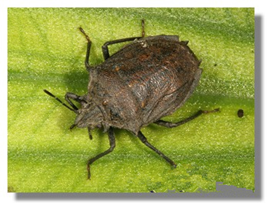  p>短刺黑椿象scotinophara scotti椿象科/半翅目,成虫几乎全年可见