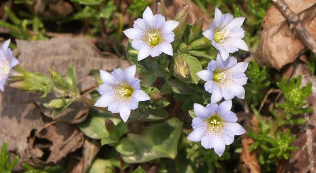  /i>)是龙胆科龙胆属的植物.