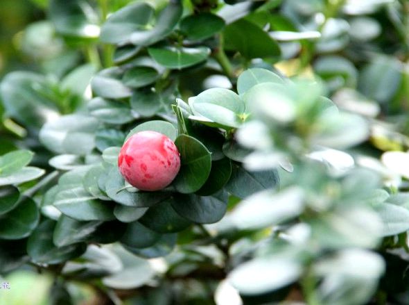  p>大花假虎刺(学名: i>carissa macrocarpa /i> (eckl.) dc.