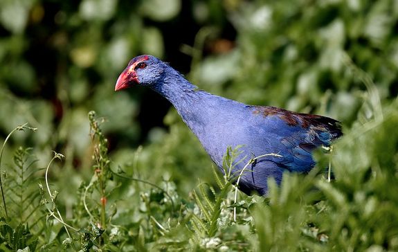  p>紫水鸡(学名: i>porphyrio porphyrio /i>)是鹤形目秧鸡科的鸟类