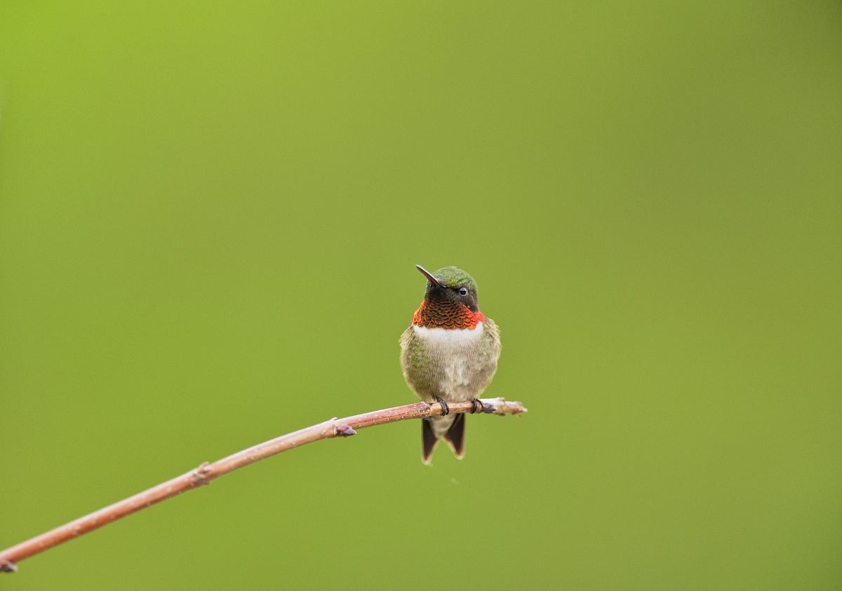  p>红喉北蜂鸟是蜂鸟的一种,主要分布于 a href="#" data-lemmaid="