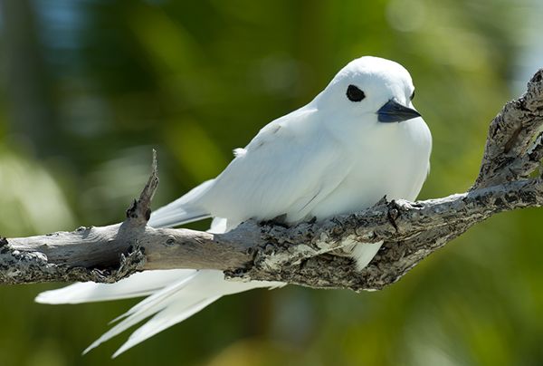  p>白玄鸥(学名: i>gygis alba /i>):是鸟纲,鸥科的海鸟.