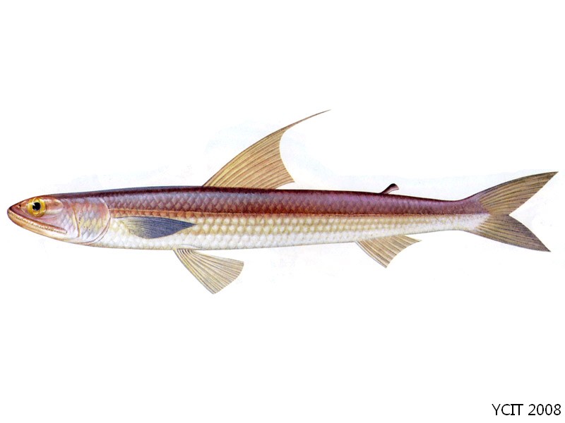  p>长条蛇鲻(学名:saurida elongata)为狗母鱼科蛇鲻属的鱼类,俗名九