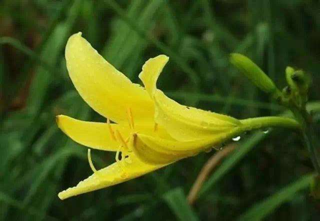  p>黄花菜(学名: i>hemerocallis citrina /i> baroni;英文名:daylily