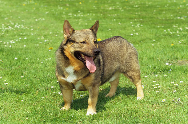 瑞典瓦汉德犬