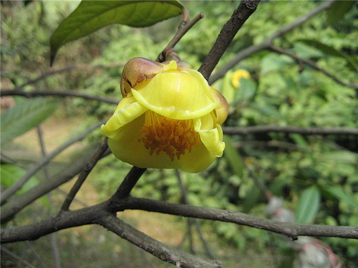 camellia nitidissima c. w. chi