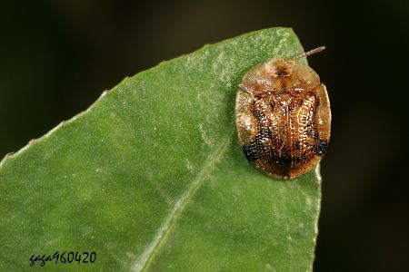  p>(金花虫科 / 龟金花虫亚科)体长4.