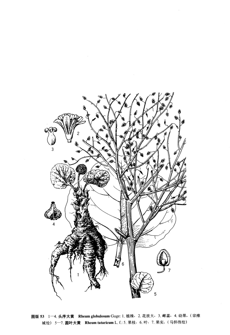  p>头序大黄(拉丁学名: b>rheum /b>  b>globulosum /b> gage)是 a