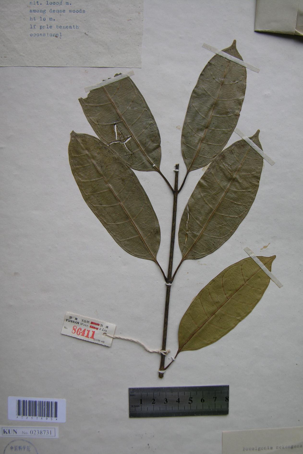 bousigonia mekongensis pierre