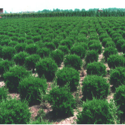 丹东桧柏是圆柏的一个变种,是城市绿化中常用的常绿针叶树种,萌发力强