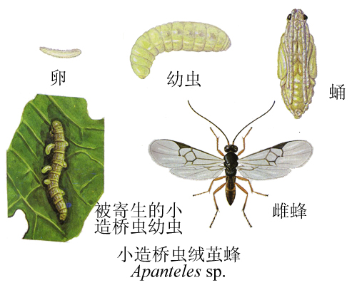 小造桥虫绒茧蜂