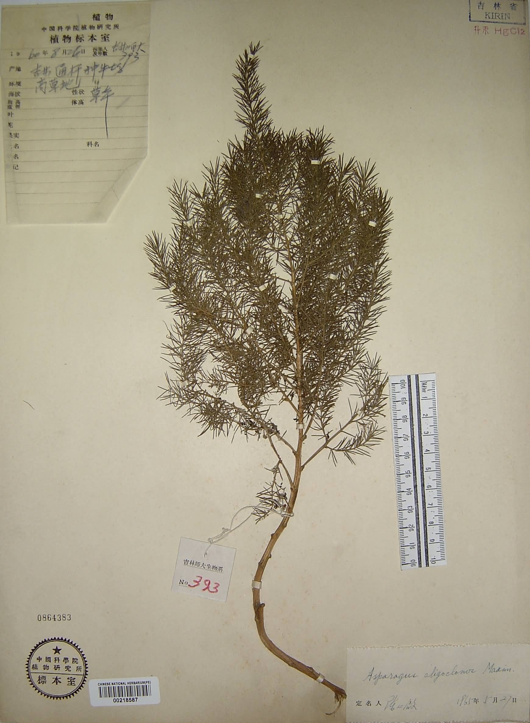  p> b>南玉带 /b>是 a href="#" data-lemmaid="6632464">天门冬科 /a