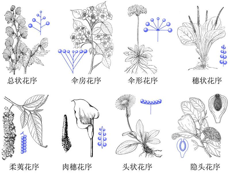 无限花序