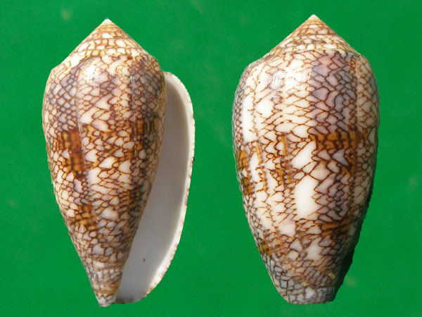 织锦芋螺