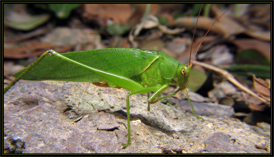  p>柯氏翡螽(学名:phyllomimus klapperichi)是 a