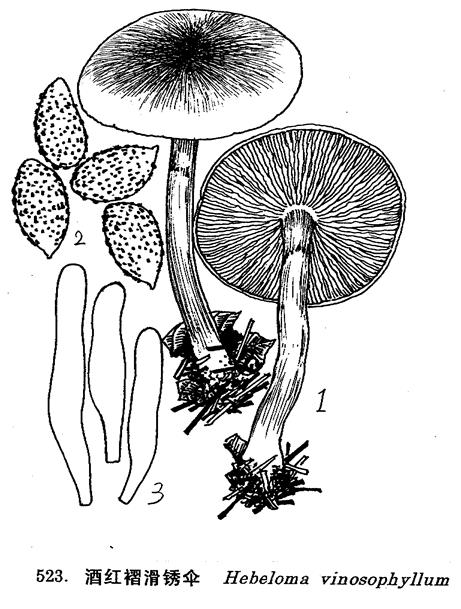  p>酒红褶滑锈伞,经济 a href="#" data-lemmaid="713829">真菌 /a>