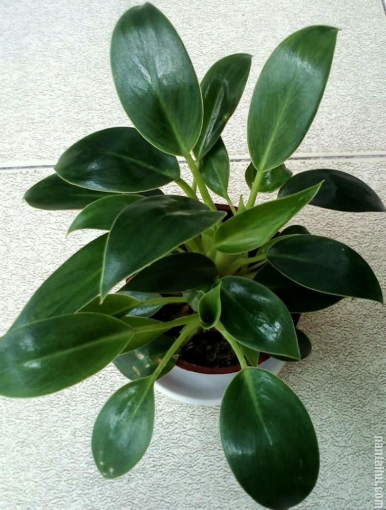 泰国金钻蔓绿绒